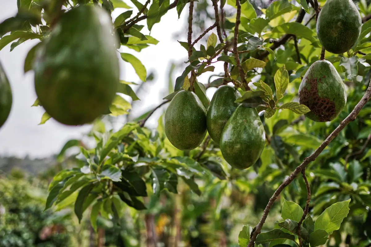 Palta Hass de exportacion sobre jaba Sipan BASA